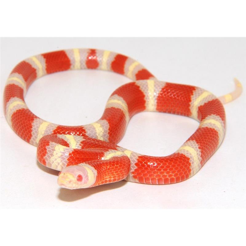 Sarpele de lapte Nelson albino - imagine 4